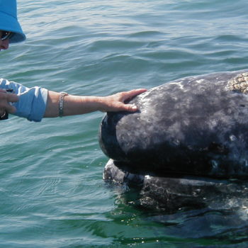 gray whales a beginners guide to whale watching