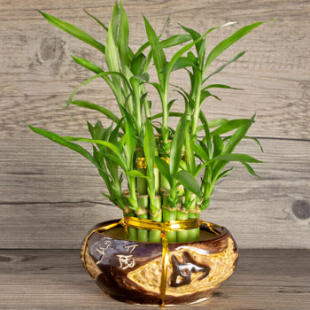8 facts you should know about lucky bamboo if you are thinking of getting one