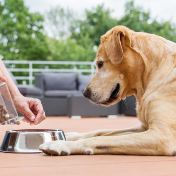 dog wellness your taurine questions answered