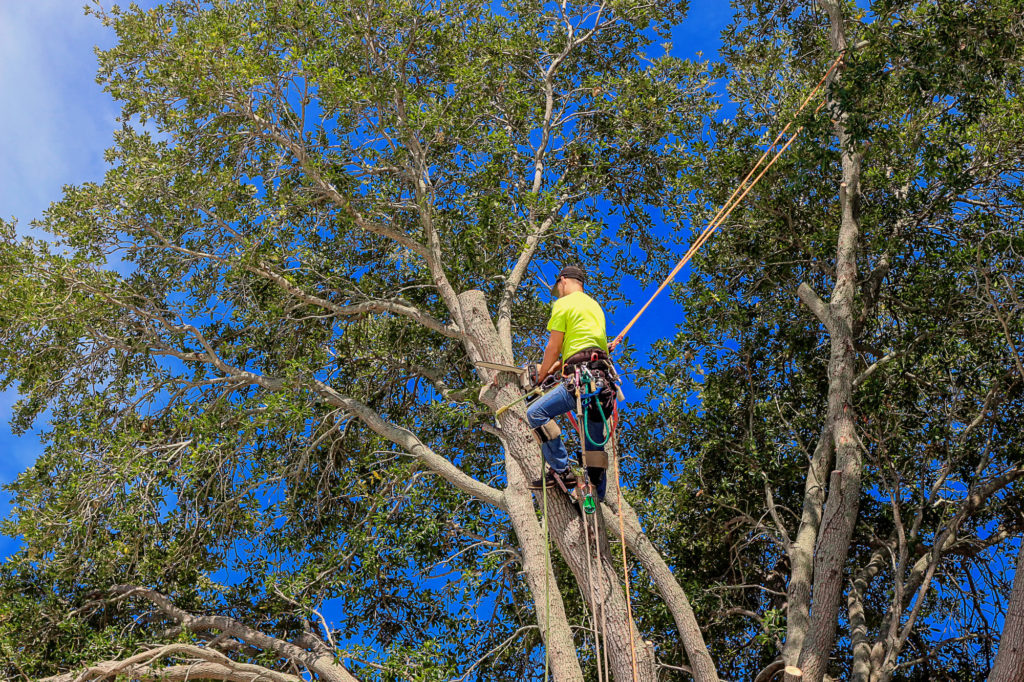 7 things you need to consider before removing a tree
