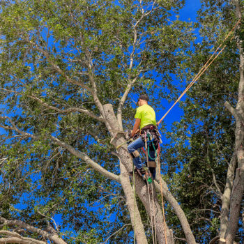 7 things you need to consider before removing a tree