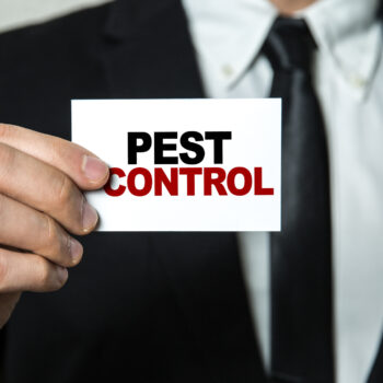 5 tips on how to get rid of the bugs you find in your house