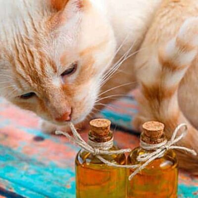 everything you need to know about cbd oil for pets