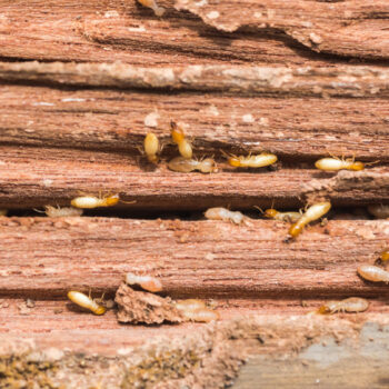 what causes termites this is what you need to know