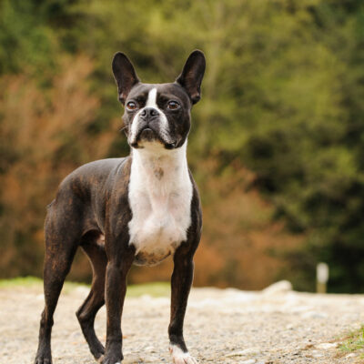 boston terrier 101 how to take care of a boston terrier