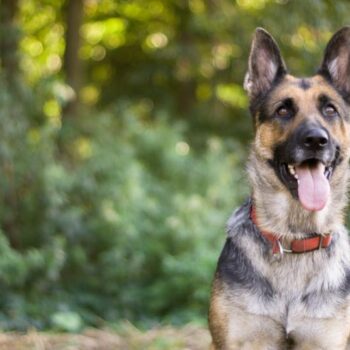 petcare lifehacks
