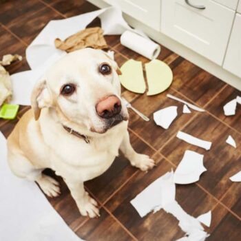 6 bad habits in dogs and how to stop them