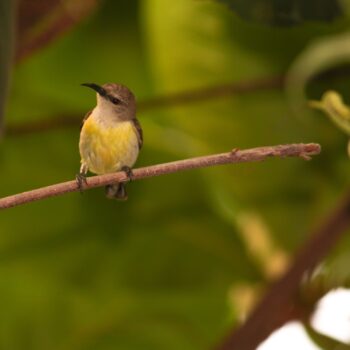 quick and easy methods for attracting birds to your yard