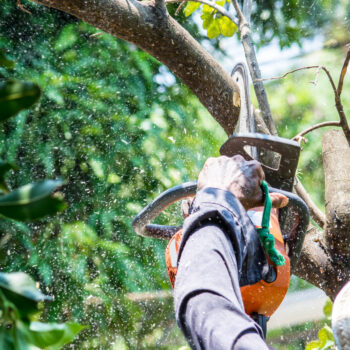 residential tree services 5 reasons to hire tree service experts