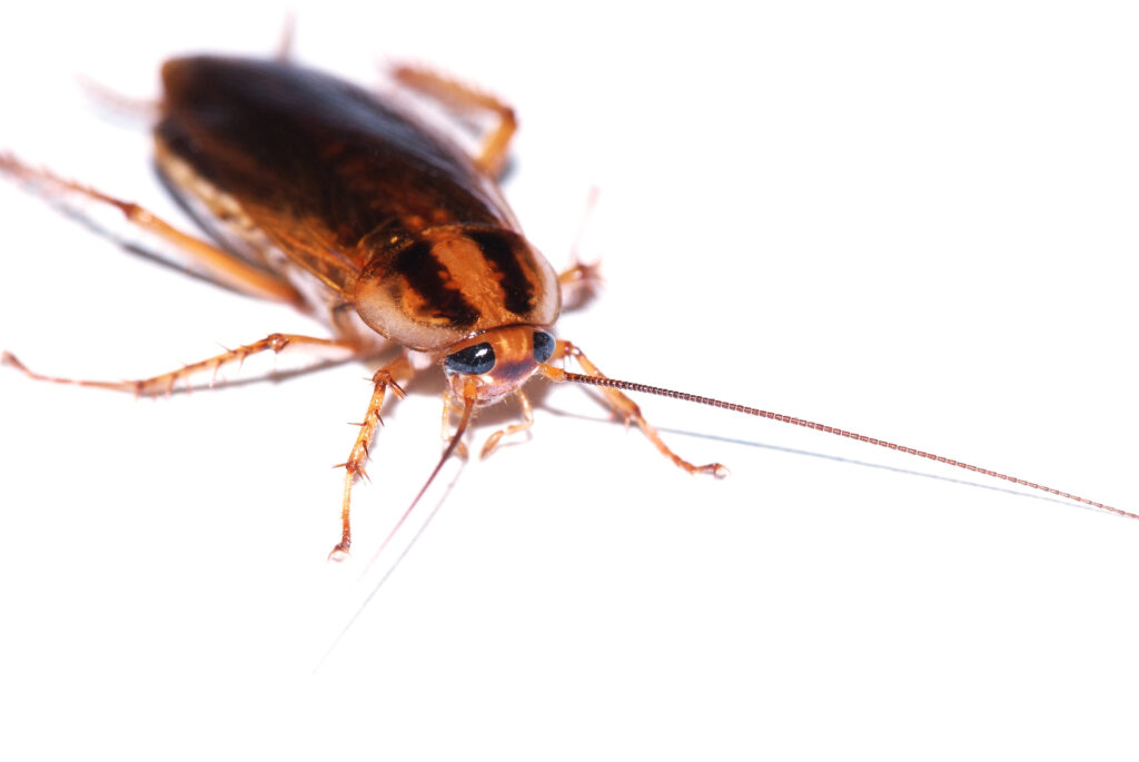 Disgusting Cockroach Isolated on White how to tell if you have a german roach infestation