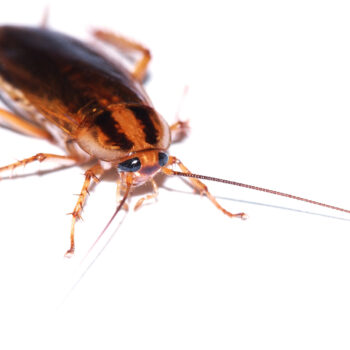 how to tell if you have a german roach infestation