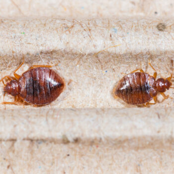 10 most common signs of bed bugs you should know about