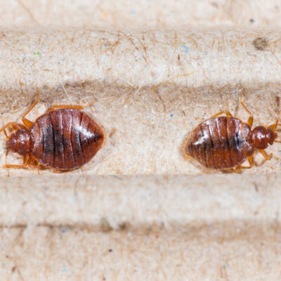 10 most common signs of bed bugs you should know about