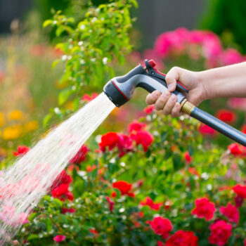 3 tips for protecting your garden from extreme heat