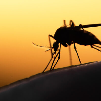 Mosquito 6 common mosquito prevention mistakes and how to avoid them
