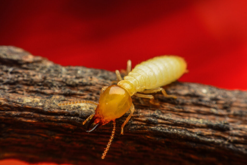 what is a termite inspection and why should your home get one