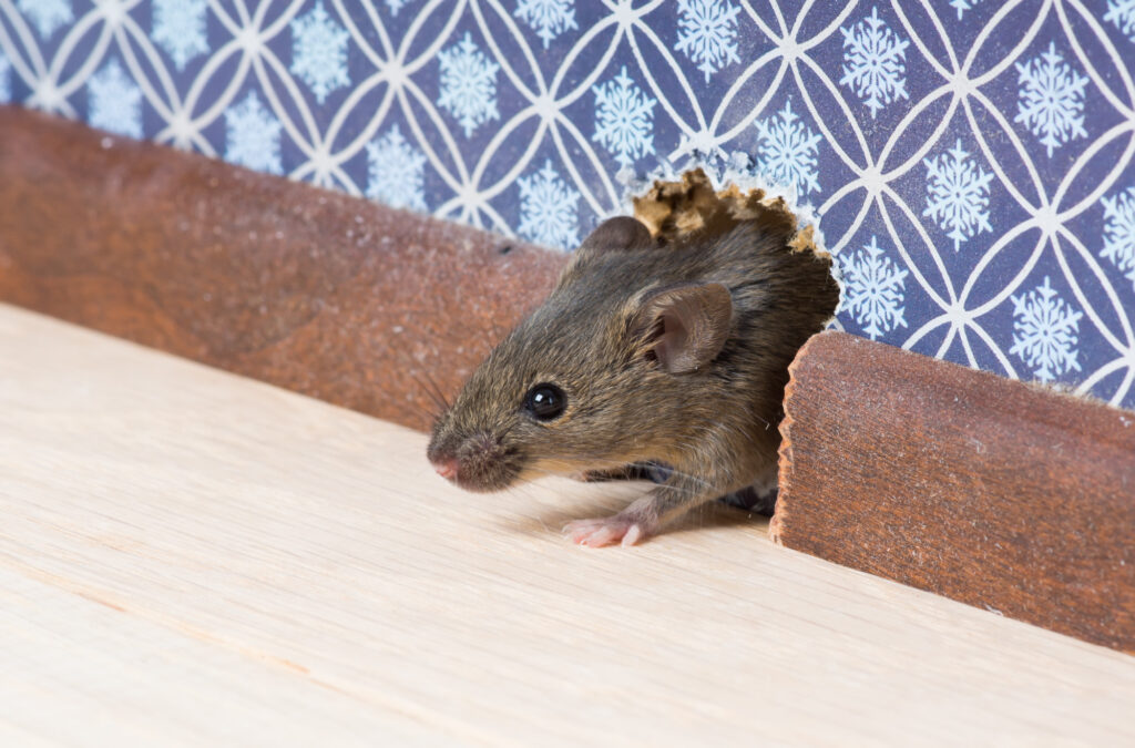 why are there rats in my house and how can i get rid of them