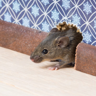 why are there rats in my house and how can i get rid of them