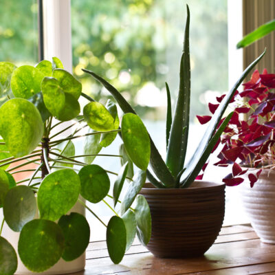 green thumb do these things and your indoor plants will love you