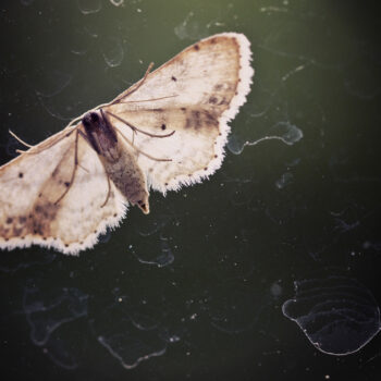 carpet moth treatment top tips to know