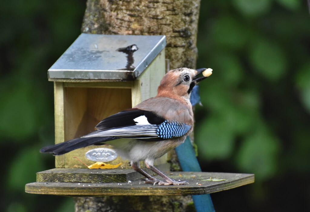 5 bird feeder ideas to attract as many birds as possible