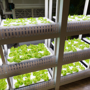how to set up an indoor garden in 9 simple steps