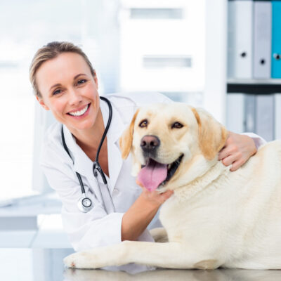 im paw tant tips for managing a successful veterinary practice
