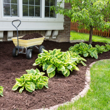 the top 7 lawn care tips to get a luscious looking lawn