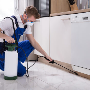 Exterminator Worker Spraying Insecticide Chemical how to deal with an ant infestation