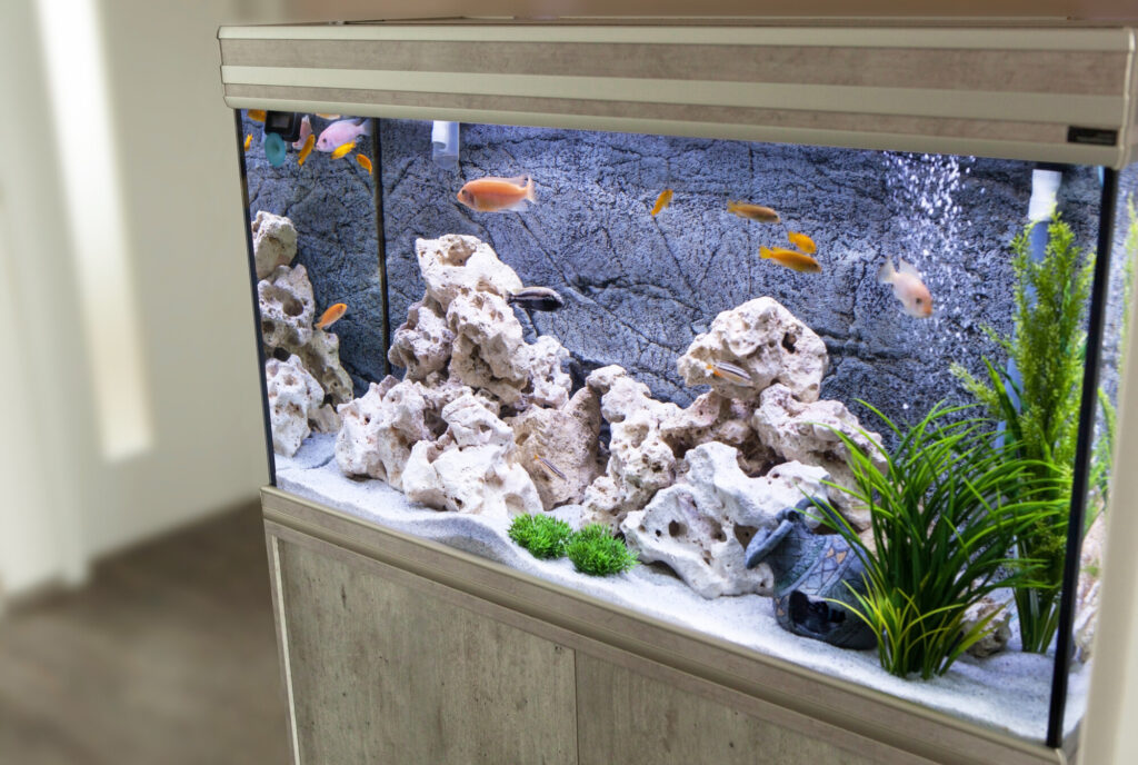 everything you need for a home aquarium