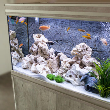 everything you need for a home aquarium
