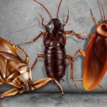 floridas pesky insects the different types of pests that call this state home