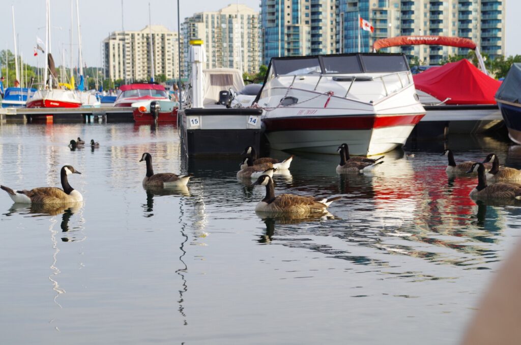 beyond what you can sea 5 questions to ask when buying a used boat
