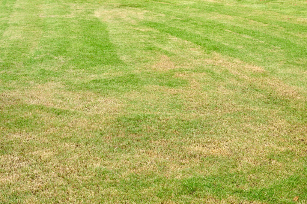 Green Yard with Dry and Fresh Glass the top 3 reasons why theres dead grass in your yard