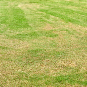 the top 3 reasons why theres dead grass in your yard