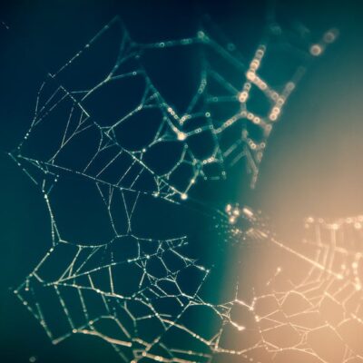 pesky pests 3 common signs of a spider infestation