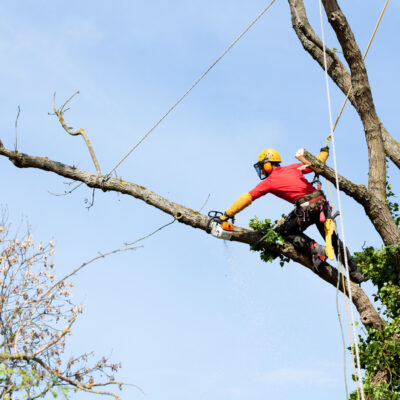 an Arborist Cutting a Tree with a Chainsaw 7 questions to ask before hiring tree trimming services
