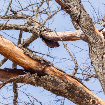5 signs of a dying tree
