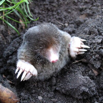 how to get rid of moles on your property