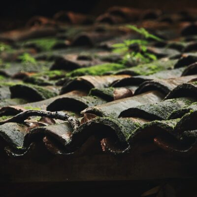 algae on roof how to remove algae from your roof