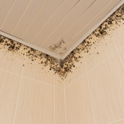 what is mildew and how do you prevent it