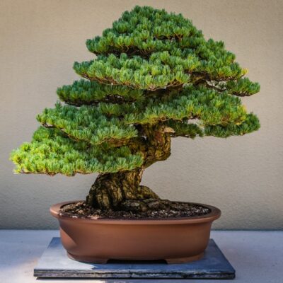 5 bonsai maintenance tips for beginners