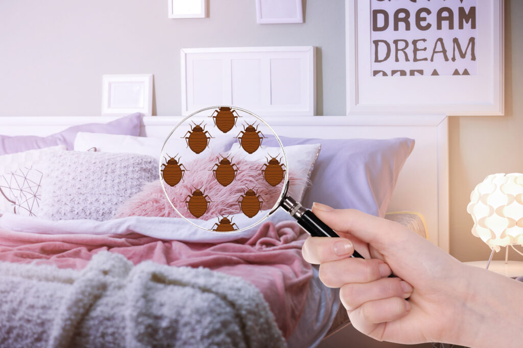 the different types of bed bugs explained