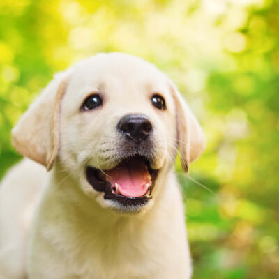 puppy tips 101