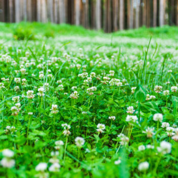 exploring the benefits of clover lawns for your yard