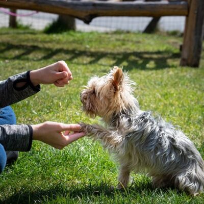 is it worth finding a dog trainer in philadelphia pa